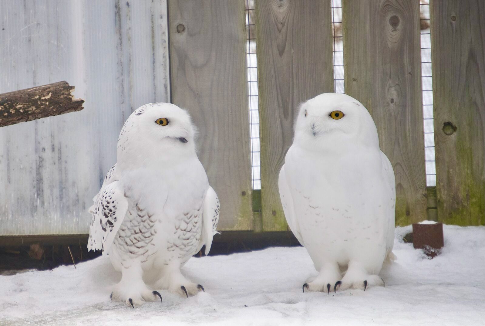 Harfang des neiges | Snowy owl by Kristina Servant s licensed under CC BY 2.0.  ... female usually larger